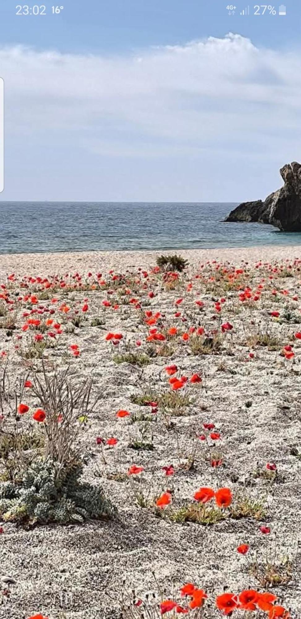 The Poppies Guest House - 100M Ocean - Private Spaces 칸델라리아 외부 사진